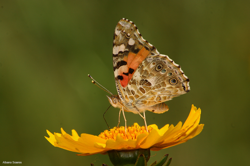 Resultado de imagem para borboleta a alimentar - se