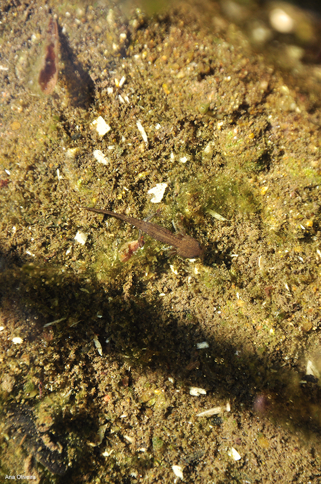 Larva de salamandra-de-pintas-amarelas na região da mina de água, em Serralves