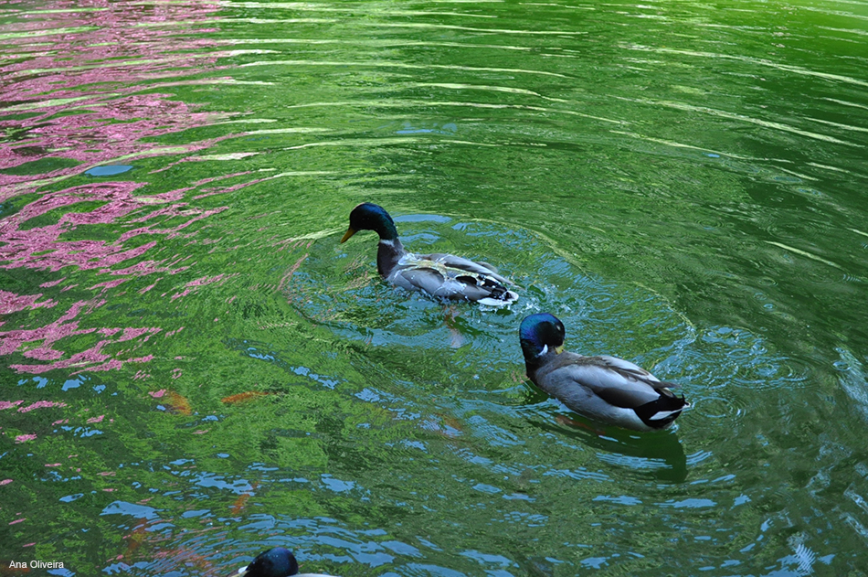 Patos-reais no lago de Serralves