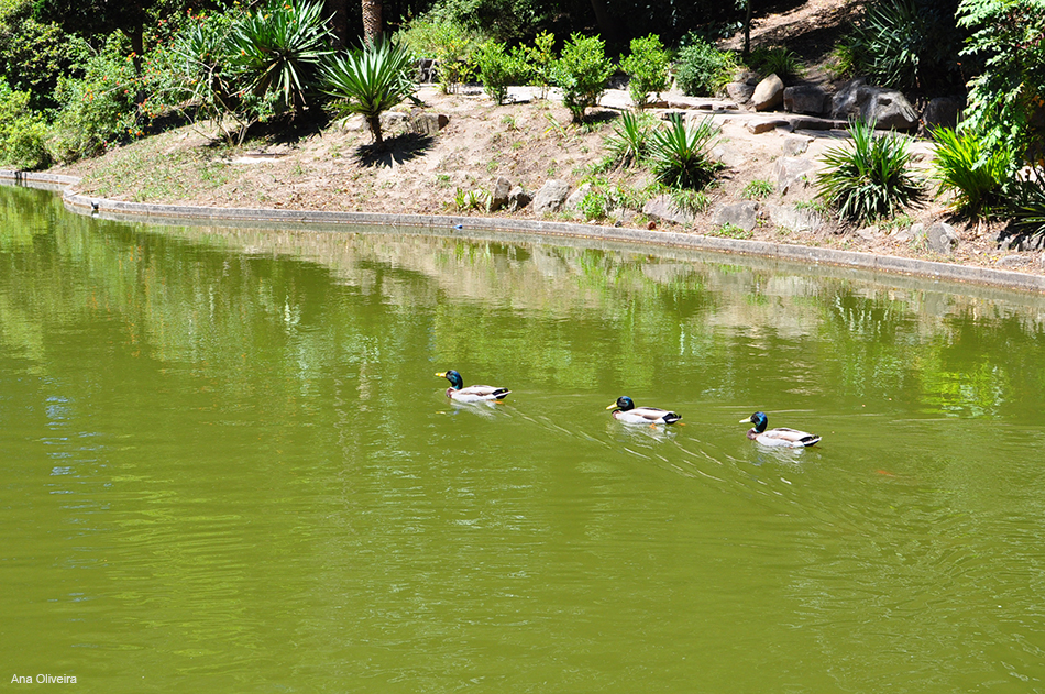 Patos-reais no lago de Serralves