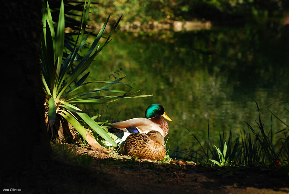 Casal de patos-reais no lago de Serralves