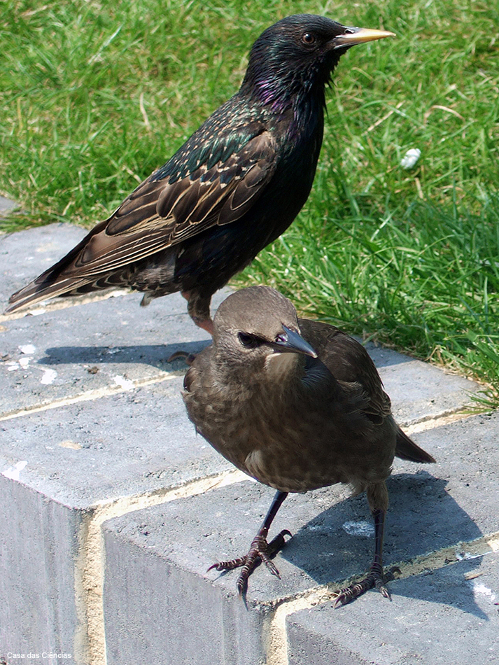 Estorninhos-malhados: um juvenil (à frente) e um adulto com plumagem de Inverno (atrás).