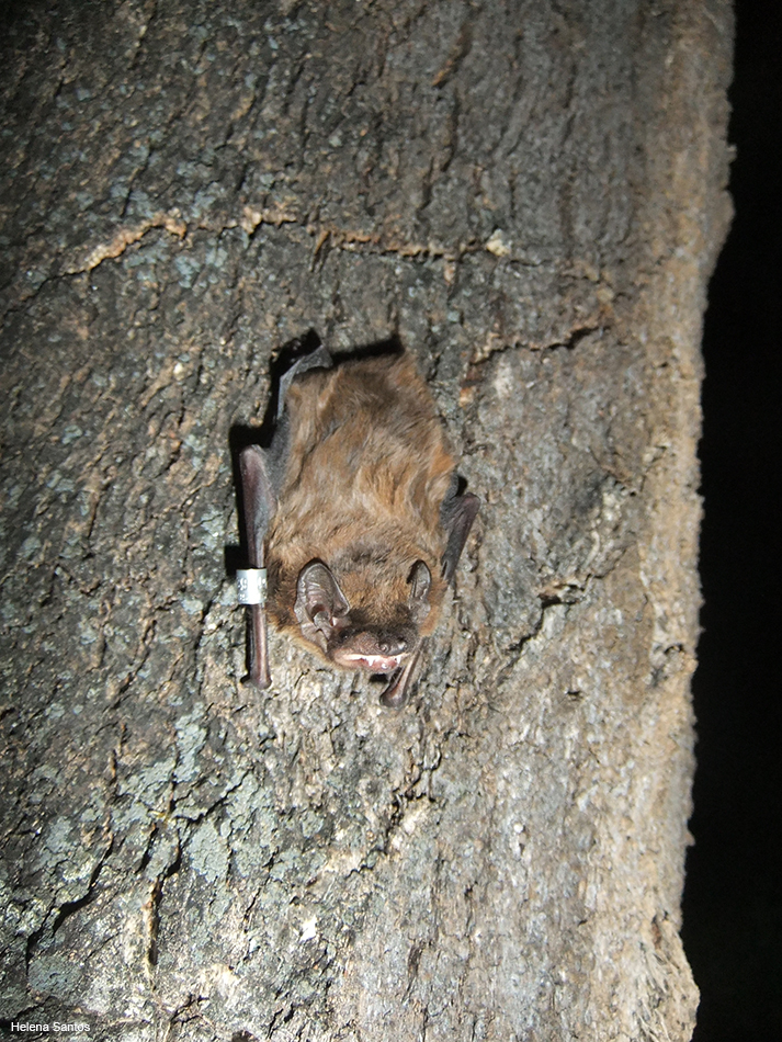Morcego-arborícola-pequeno – vista dorsal