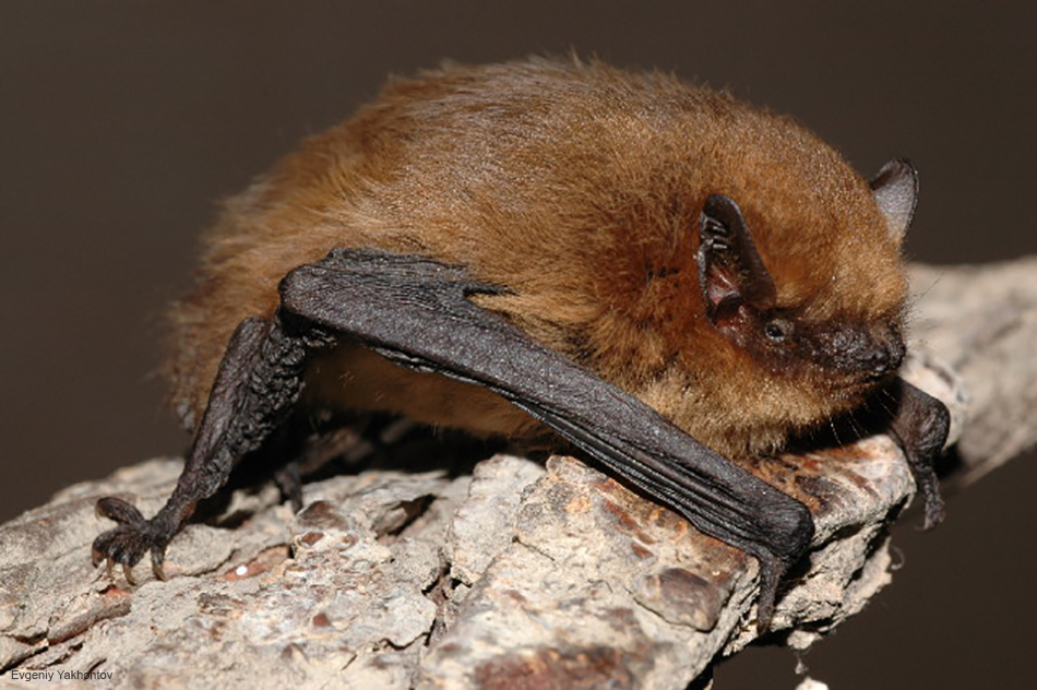 Morcego-pigmeu no seu habitat