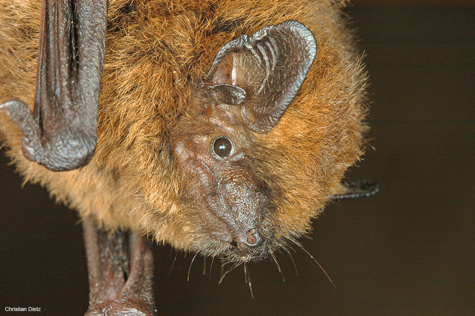 Morcego-anão - detalhe da cabeça.