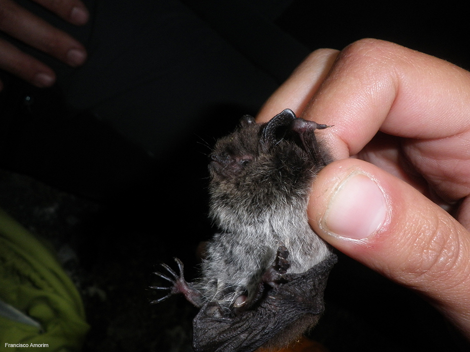 Morcego-de-água capturado em sessão de armadilhagem pelo investigador do CIBIO Francisco Amorim.