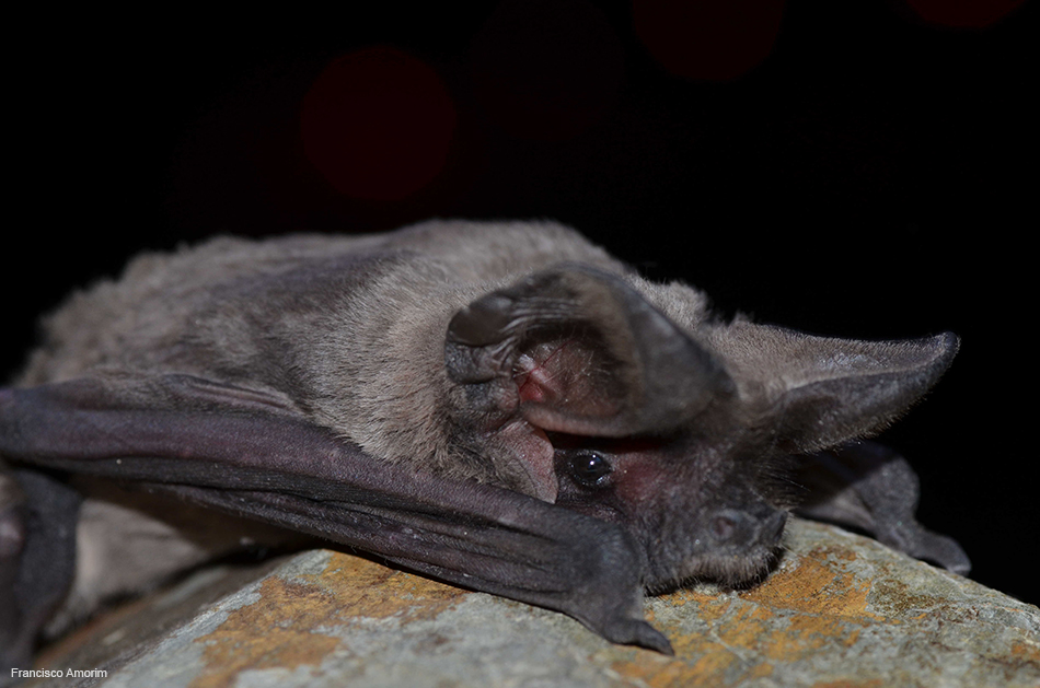 Morcego-rabudo - detalhe da cabeça.