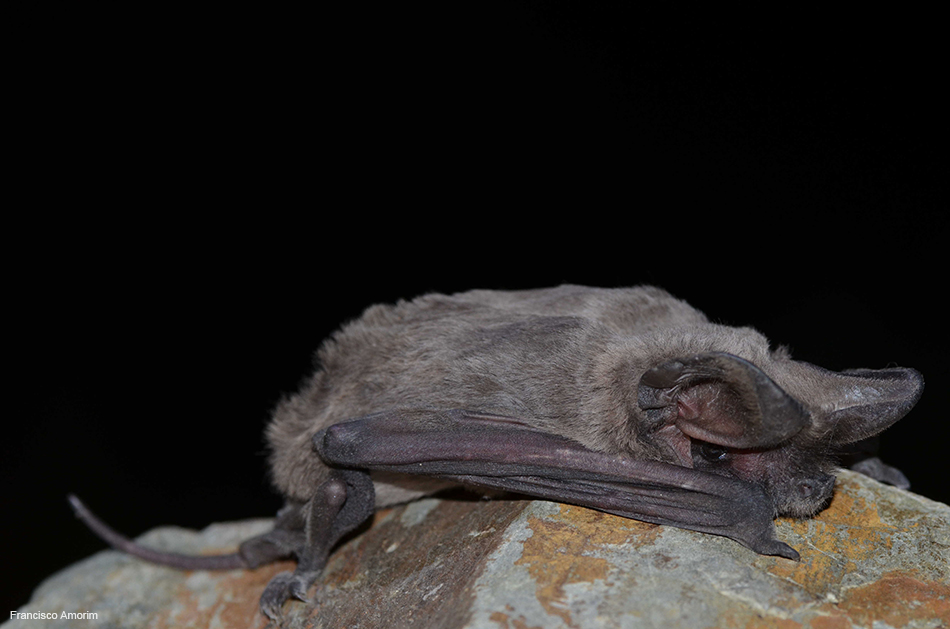 Morcego-rabudo - vista lateral onde se visiona a longa cauda que lhe confere o nome comum.