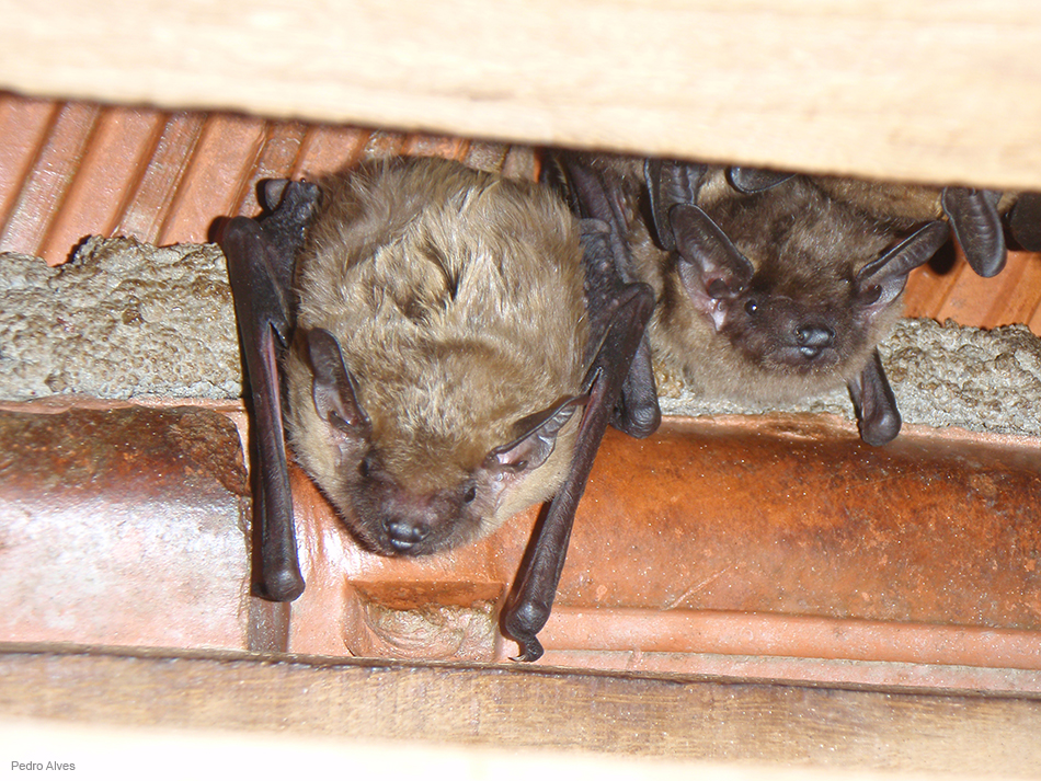 Morcego-hortelão - abrigo com 3 exemplares.
